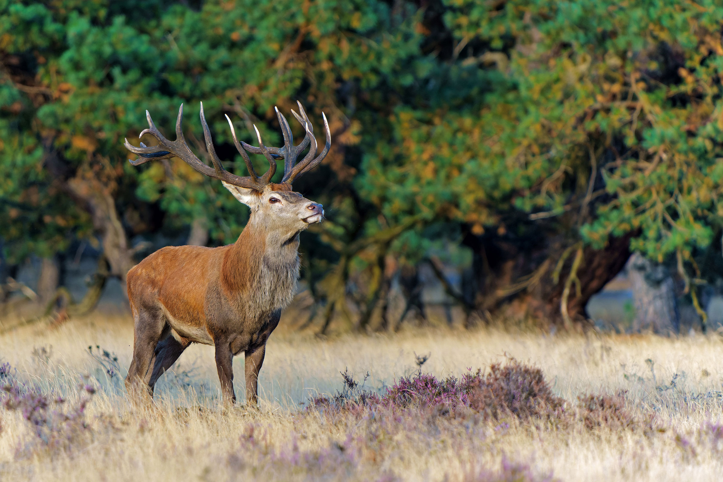 Veluwe
